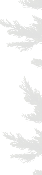 branches texture